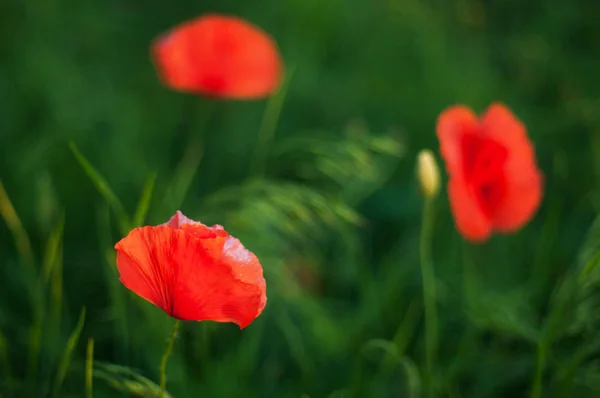 Red poppy blooming on field. Red poppy flowers in the oil seed r — Stock Photo, Image