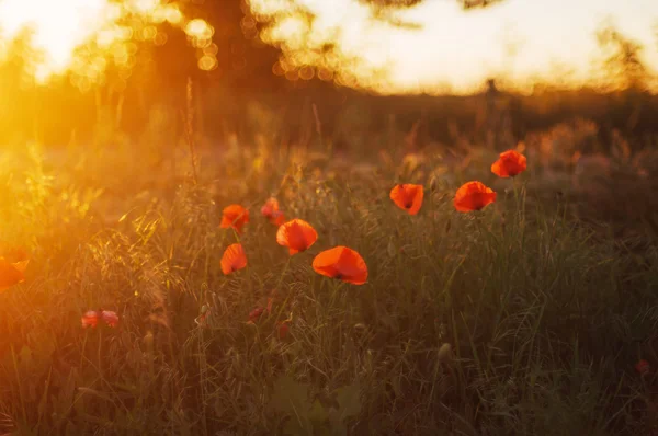 Red poppy blooming on field. Red poppy flowers in the oil seed r — Stock Photo, Image