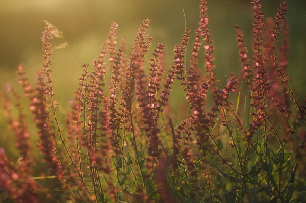 Wildflowers at sunset.  field with wild flowers. small purple  w — Stock Photo, Image