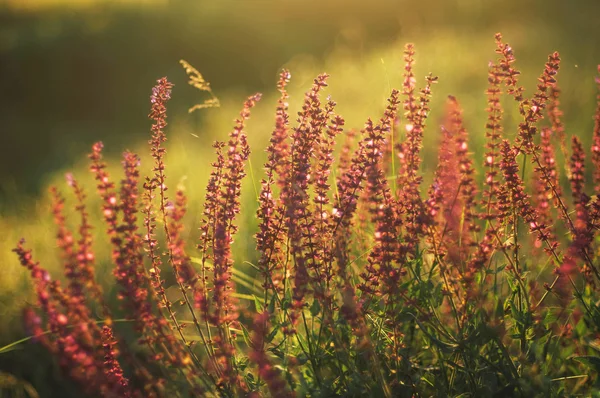 Wildflowers at sunset.  field with wild flowers. small purple  w — Stock Photo, Image