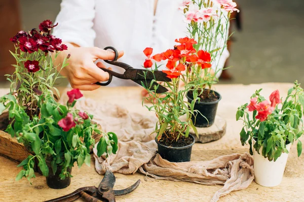 Gardener doing gardening work at a table rustic. Working in the garden, close up of the hands of a woman cares flowerscarnations. Womans hands. Garden tools with flowers. — Stock Photo, Image