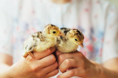 Chick on hand isolated on white background. Baby chicken in hand clipart