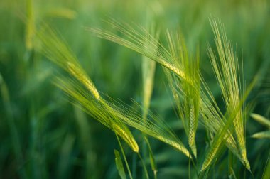 Parlak yeşil alan kabarık spikelets, yeşil çimen, SPI Closeup