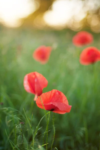 Red poppy blooming on field. Red poppy flowers in the oil seed r — Stock Photo, Image