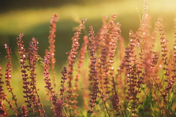 Wildflowers at sunset.  field with wild flowers. small purple  w — Stock Photo, Image