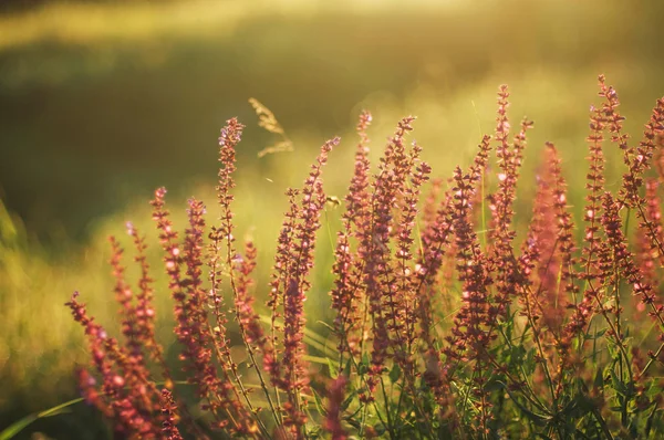 Wildflowers at sunset.  field with wild flowers. small purple  w — Stock Photo, Image