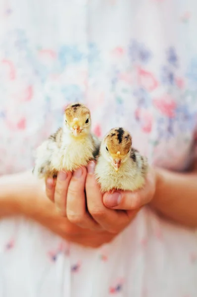 흰색 배경에 고립 손에 병아리입니다. 닭고기를 손으로 아기 — 스톡 사진
