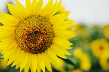 çiçek açan Ayçiçeği tarlası. Mavi gökyüzü ile Ayçiçeği tarlası.
