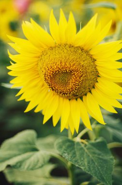 çiçek açan Ayçiçeği tarlası. Mavi gökyüzü ile Ayçiçeği tarlası.
