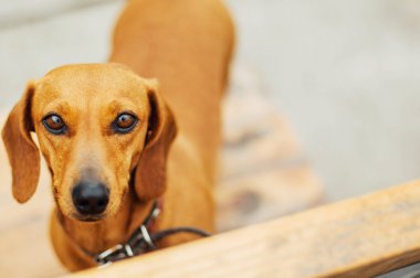 Dachshund Köpek açık. Güzel Dachshund w içinde oturan