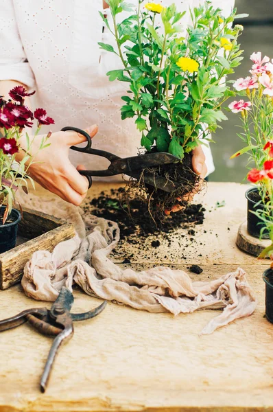 Gardener doing gardening work at a table rustic. Working in the garden, close up of the hands of a woman cares flowerscarnations. Womans hands. Garden tools with flowers.