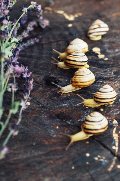 Escargots jaunes marchant autour du jardin. Escargot sur l'arbre en th — Photo