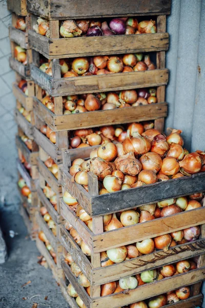 Bawang kuning organik dalam keranjang. Shallot di kotak kayu. Harv — Stok Foto