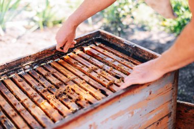 Çerçeveler, bir arı kovanı. Arıcı bal hasat. Arı sigara içen