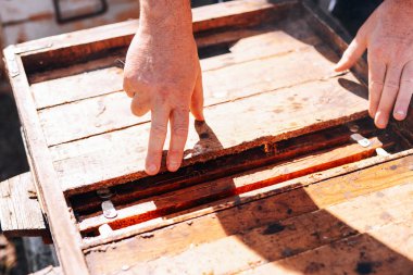 Çerçeveler, bir arı kovanı. Arıcı bal hasat. Arı sigara içen