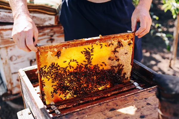 Frames van een bee hive. Imker oogsten van honing. De bee-roker — Stockfoto