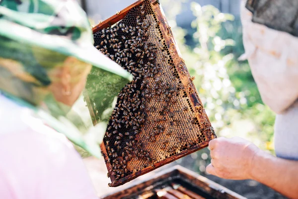 Marcos de una colmena de abejas. Apicultor cosechando miel. El fumador de abejas — Foto de Stock