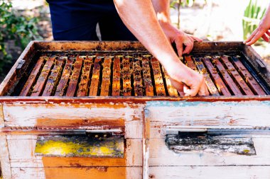 Çerçeveler, bir arı kovanı. Arıcı bal hasat. Arı sigara içen
