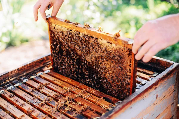 ミツバチの巣箱のフレームです。養蜂家は蜂蜜を収穫します。蜂の喫煙者 — ストック写真