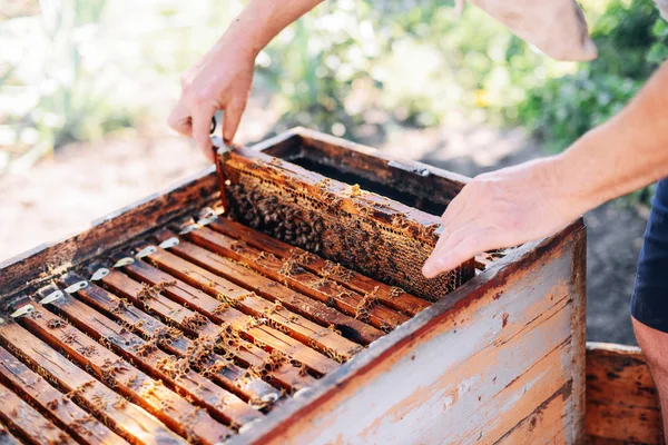 蜜蜂蜂巢的帧。养蜂人收获蜜糖。蜜蜂吸烟者 — 图库照片