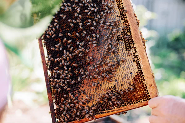 Marcos de una colmena de abejas. Apicultor cosechando miel. El fumador de abejas — Foto de Stock