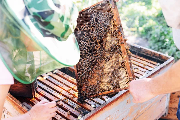 Molduras de uma colmeia de abelhas. Apicultor a colher mel. O fumante de abelha — Fotografia de Stock