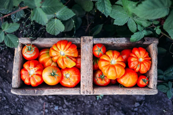 Pomodori assortiti in sacchetti di carta marrone. Pomodori vari in ciotola . — Foto Stock