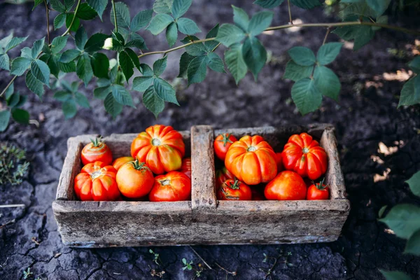 Pomodori assortiti in sacchetti di carta marrone. Pomodori vari in ciotola . — Foto Stock