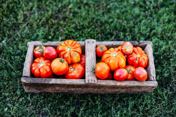 Pomodori assortiti in sacchetti di carta marrone. Pomodori vari in ciotola . — Foto Stock