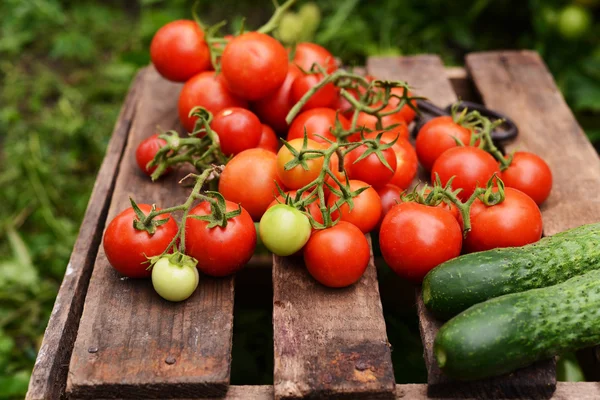 Jovem mulher atraente em uma fazenda. Mulher agricultor pegar frutas fro — Fotografia de Stock