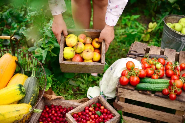 농장에서 젊은 매력적인 여자. 여자 농부 서 있는 과일 따기 로열티 프리 스톡 사진
