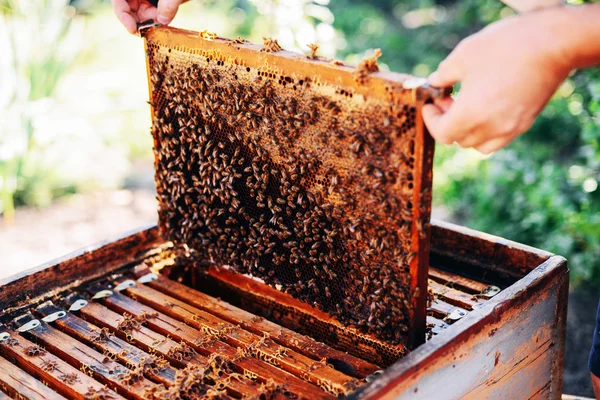 Molduras de uma colmeia de abelhas. Apicultor a colher mel. O fumante de abelha — Fotografia de Stock