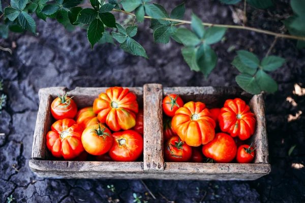 Tomates variados em sacos de papel marrom. Vários tomates em boliche . — Fotografia de Stock