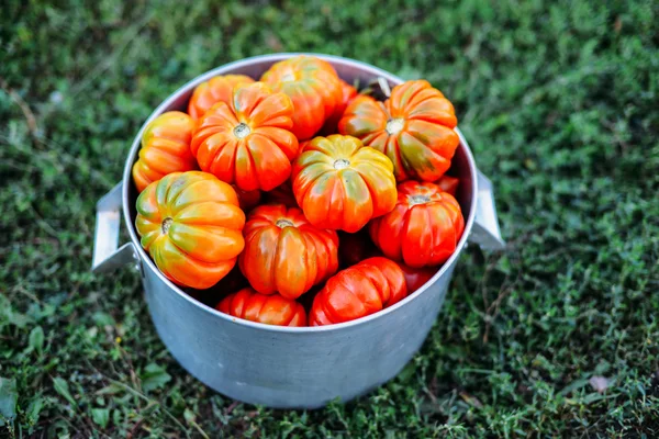 Assorted tomatoes in brown paper bags. Various tomatoes in bowl.