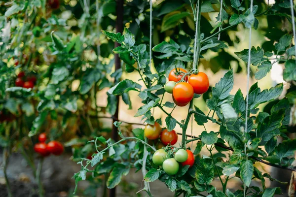 Orto con piante di pomodori rossi. Pomodori maturi su un — Foto Stock