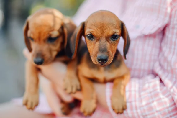 Cachorro Dachshund. Mujer en el parque sosteniendo a su perro. Mujer holdin — Foto de Stock