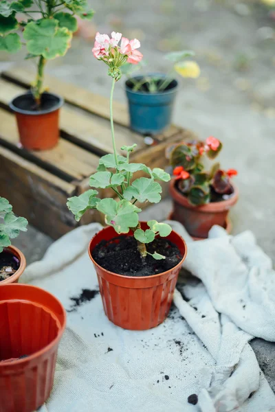 Le mani di una donna trapiantano succulente in erba nuova. Giardinaggio ou — Foto Stock