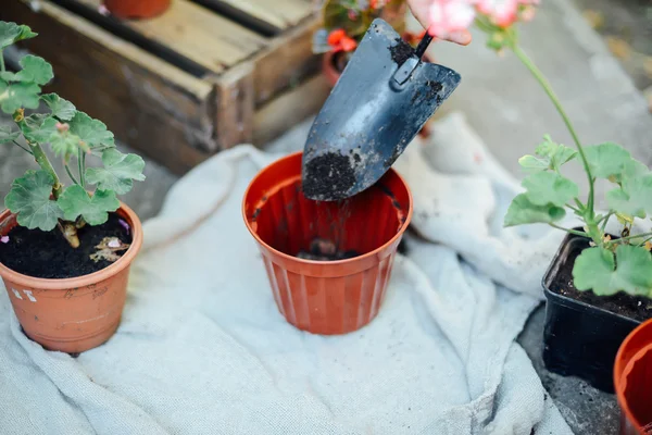 Le mani di una donna trapiantano succulente in erba nuova. Giardinaggio ou — Foto Stock