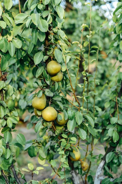 Organiczne gruszka zwisające z drzewa. Zakrzywione gruszka wiszące na drzewie. — Zdjęcie stockowe