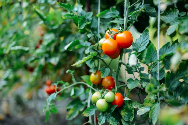 Jardim vegetal com plantas de tomates vermelhos. Tomates maduros em um Imagens Royalty-Free