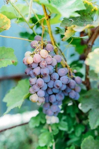 grape-vine with purple grapes. Bunch of ripening grapes hanging