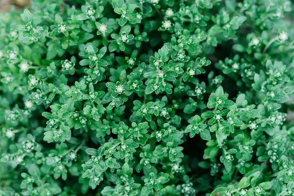 Fundo crisântemo. fotografado de cima. texugo vegetal — Fotografia de Stock