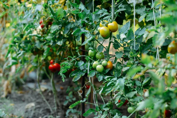 Orto con piante di pomodori rossi. Pomodori maturi su un — Foto Stock