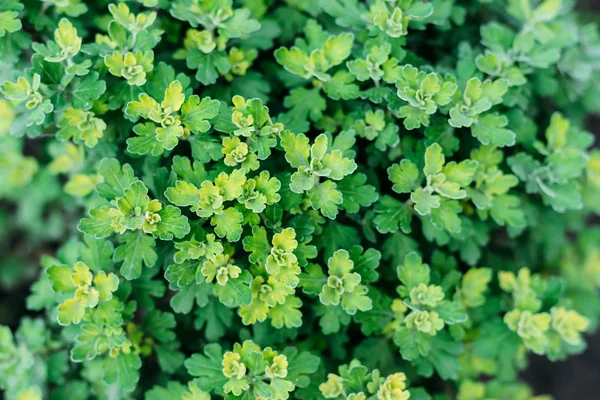 Fond de chrysanthème. photographié d'en haut. texur végétal — Photo