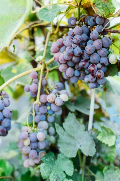 grape-vine with purple grapes. Bunch of ripening grapes hanging