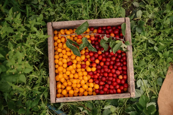 Young Attractive Woman on a Farm. Woman Farmer picking fruit fro — Stock Photo, Image