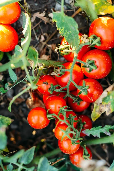 Φυτικός κήπος με φυτά από κόκκινες ντομάτες. Ώριμες ντομάτες σε ένα — Φωτογραφία Αρχείου