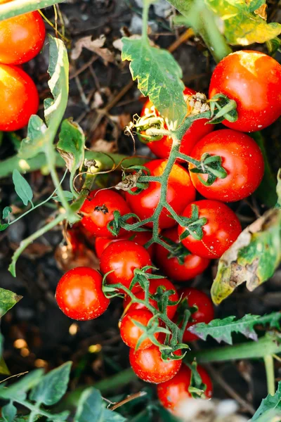 Orto con piante di pomodori rossi. Pomodori maturi su un — Foto Stock