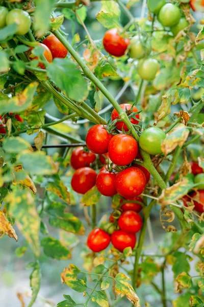 Овощной сад с красными помидорами. Спелые помидоры на — стоковое фото
