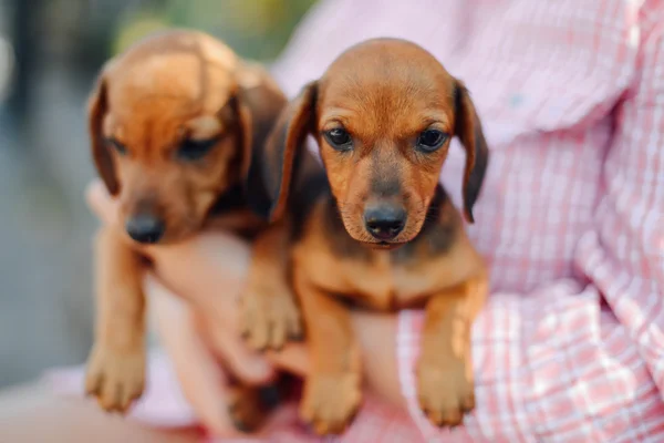 Cachorrinho Dachshund. Uma mulher no parque a segurar o cão. Mulher segurando — Fotografia de Stock